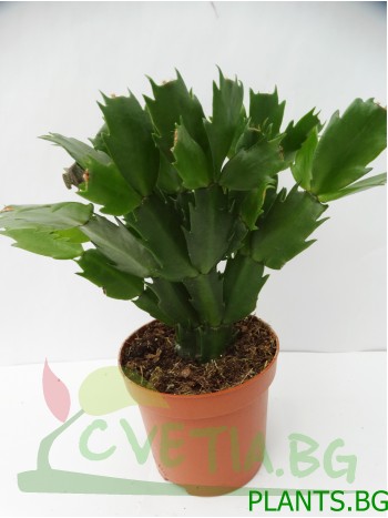 Великденче ( Schlumbergera) - без цвят